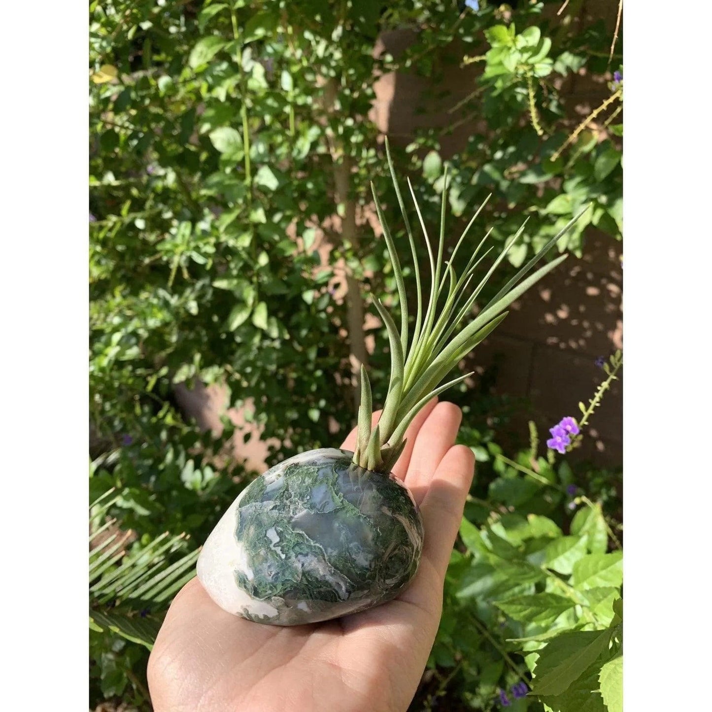 Melan Threads Moss Agate and Air plant crystal Accent for office and home decor gifting