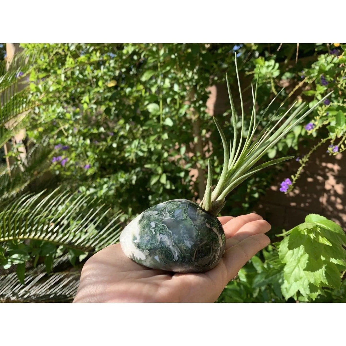 Melan Threads Moss Agate and Air plant crystal Accent for office and home decor gifting