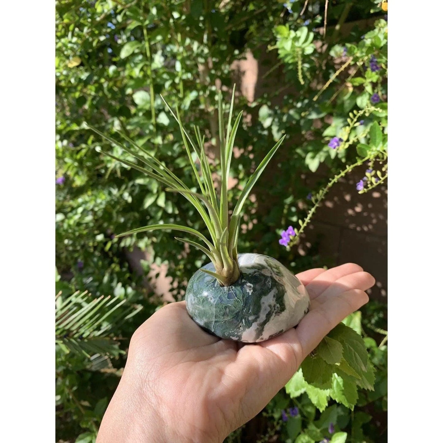 Melan Threads Moss Agate and Air plant crystal Accent for office and home decor gifting