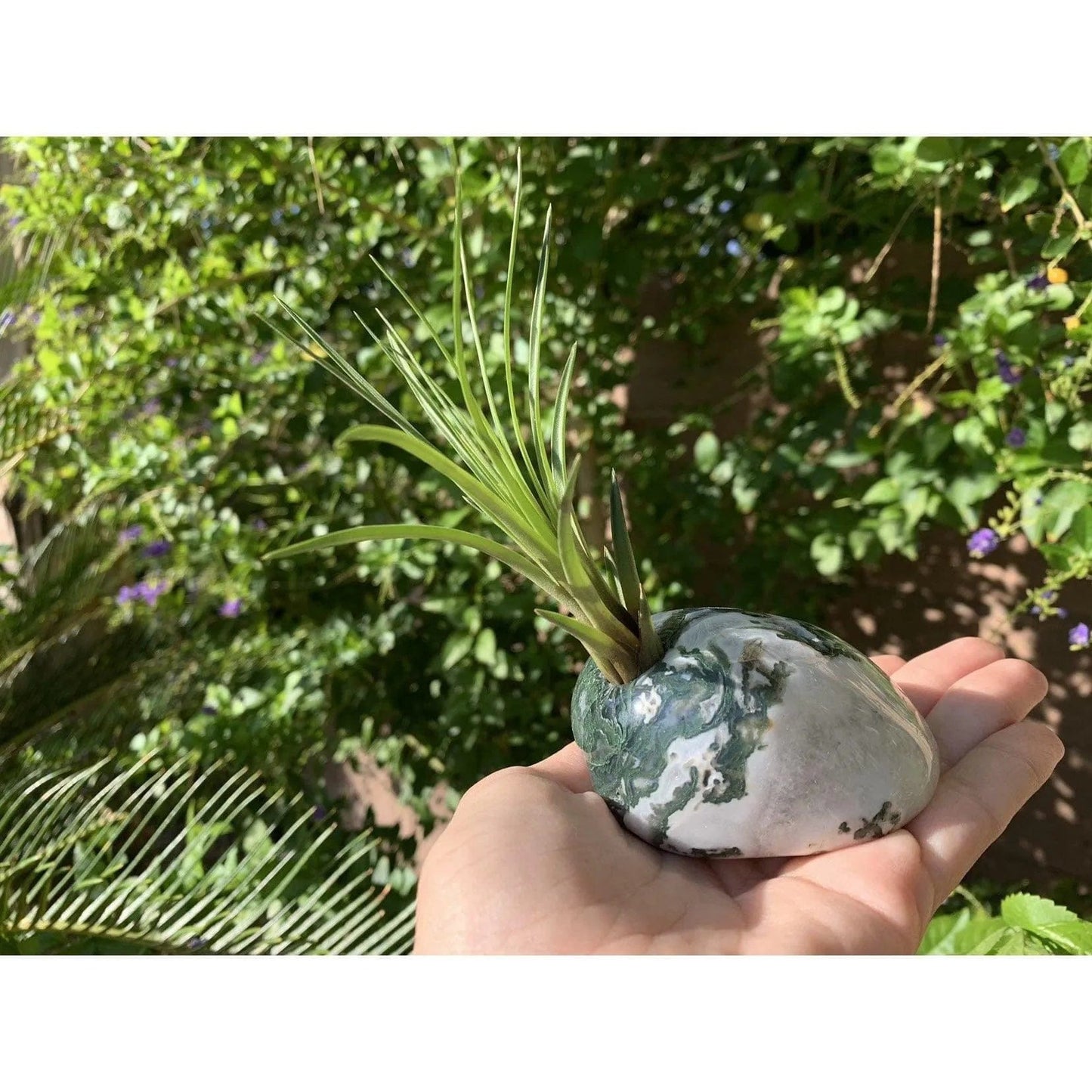 Melan Threads Moss Agate and Air plant crystal Accent for office and home decor gifting