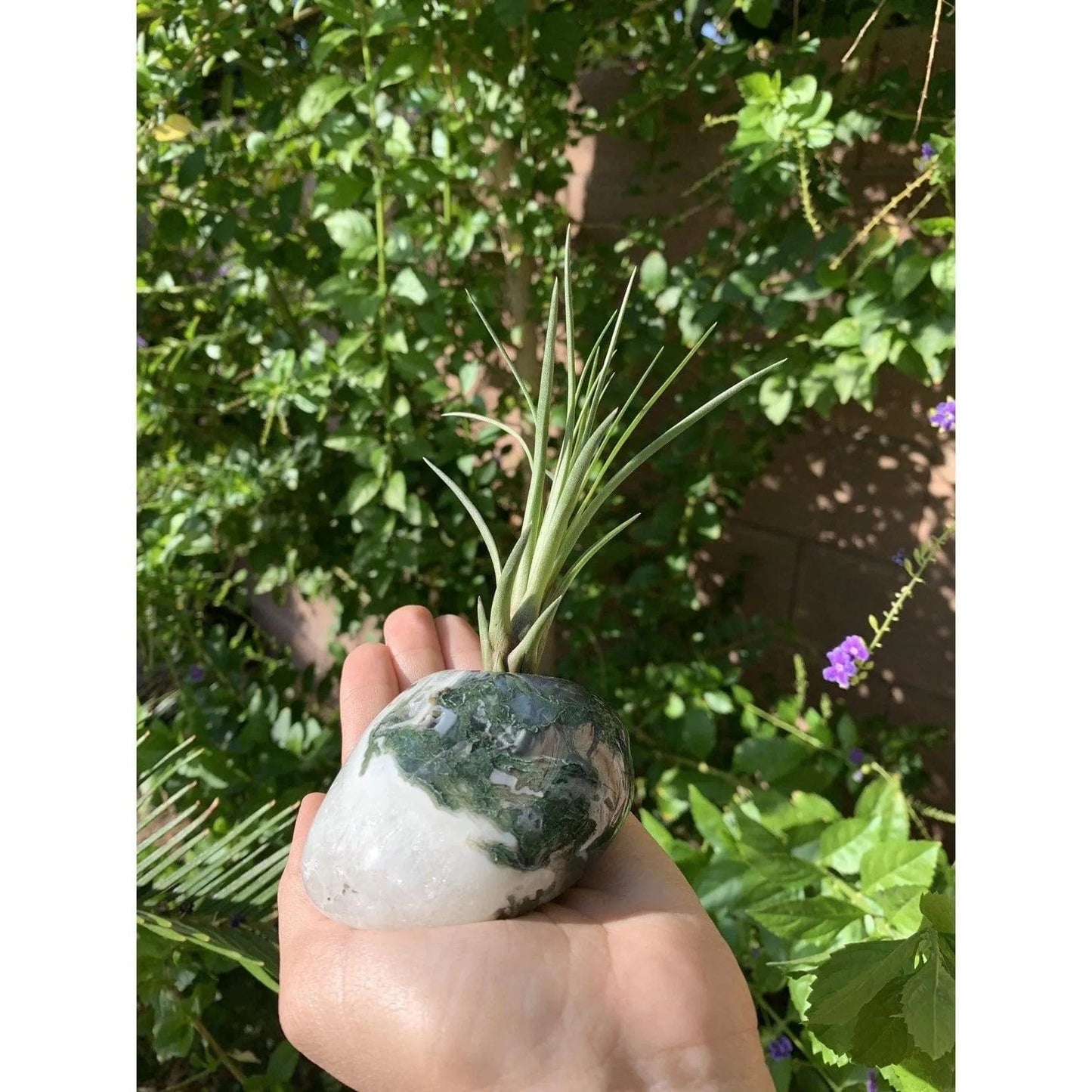 Melan Threads Moss Agate and Air plant crystal Accent for office and home decor gifting