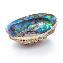  Earths Elements Wellness Abalone Shell Pure Blue from Mexico