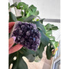 i_did Buy Raw Amethyst Base - 1 lb 1 oz | Purple Amethyst Crystal | Healing Stone | Perfect Gift