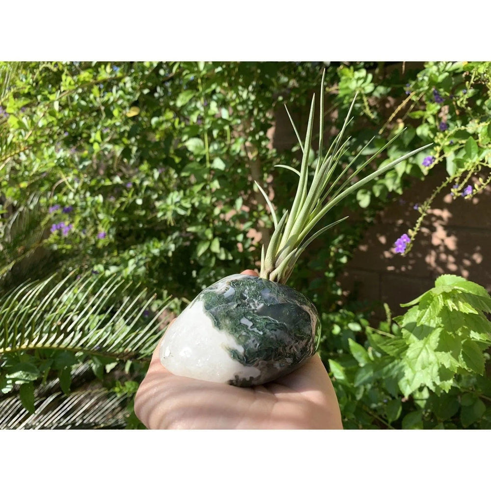 Melan Threads Moss Agate and Air plant crystal Accent for office and home decor gifting