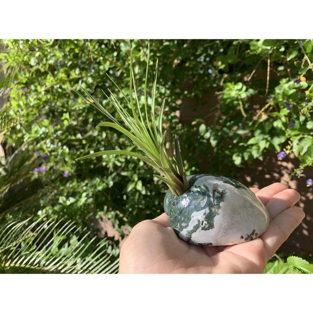 Melan Threads Moss Agate and Air plant crystal Accent for office and home decor gifting