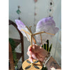 Unearthed Vibes Elegant Amethyst Wings on a Stand - Enhance Your Space with Calming Energy